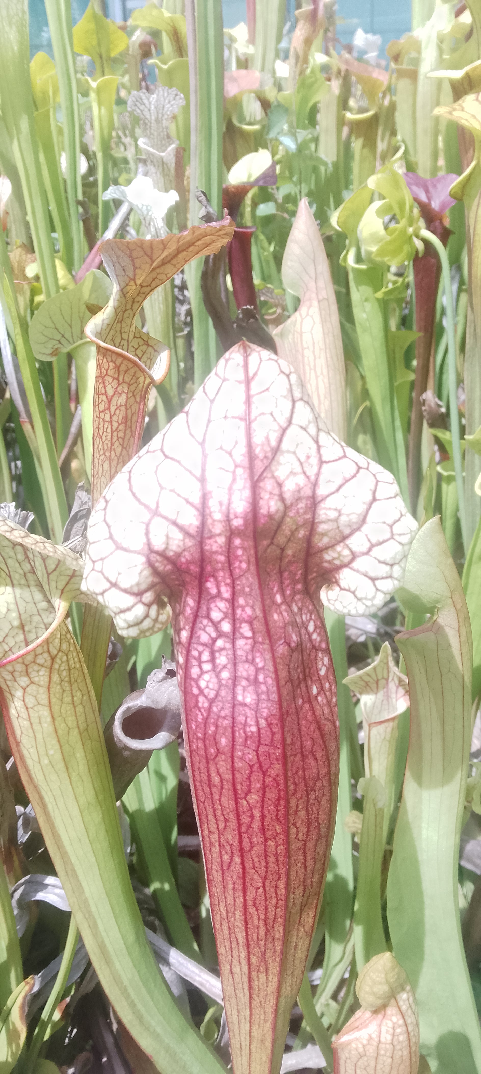 Sarracenia Castesbae x Moorei Adrian Slack