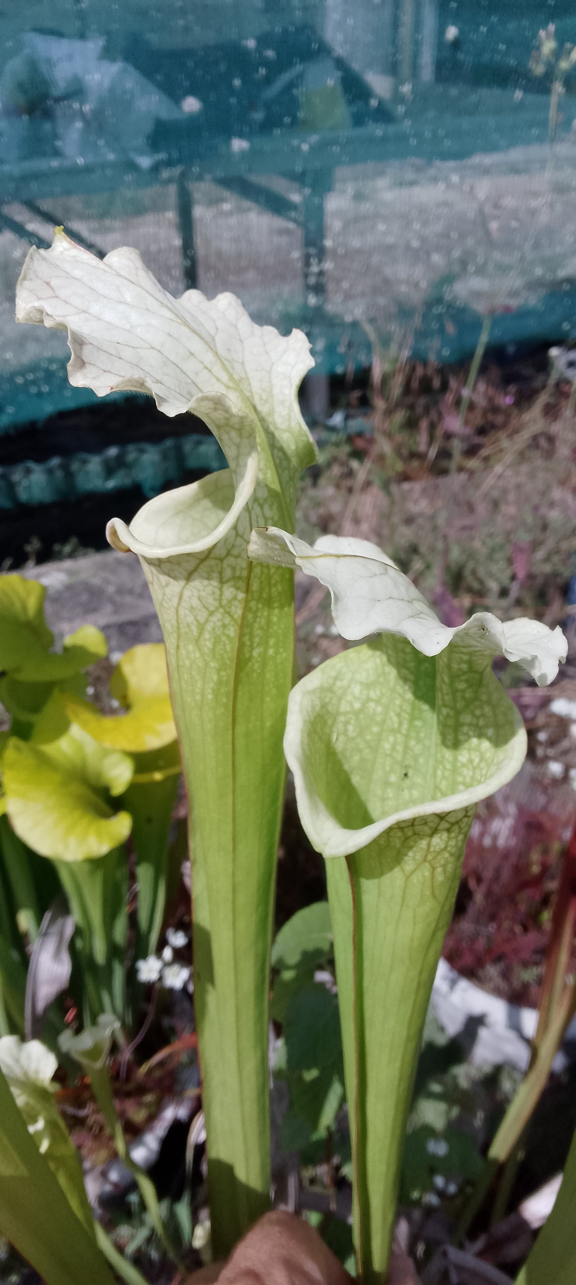 Sarracenia Moorei x leucophylla HCWF