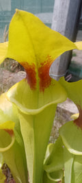 Sarracenia Flava var ruguellii