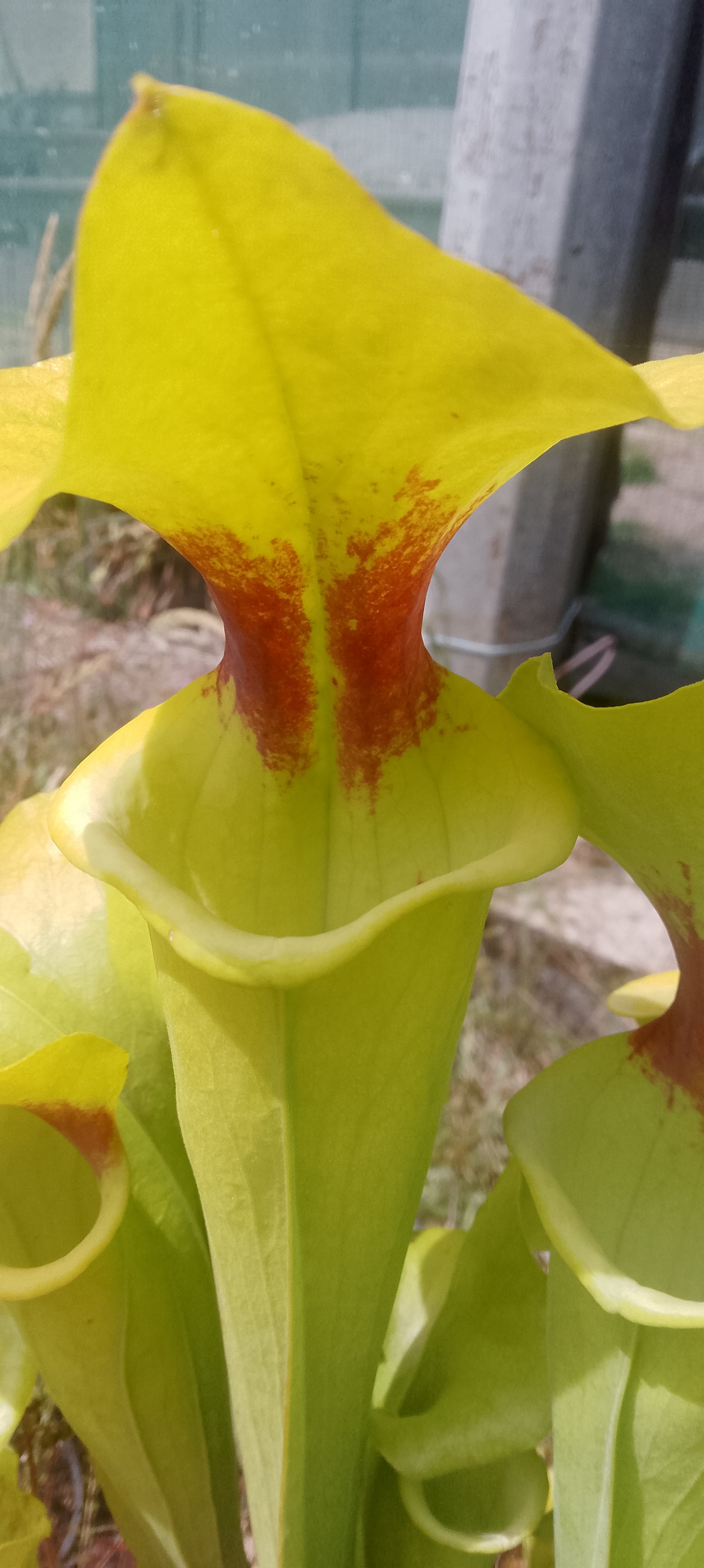 Sarracenia Flava var ruguellii