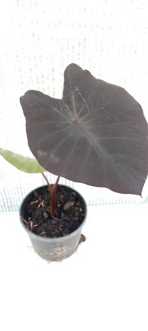 Colocasia de semis 9