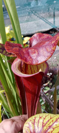Sarracenia Flava var rubricorpora x cuprea