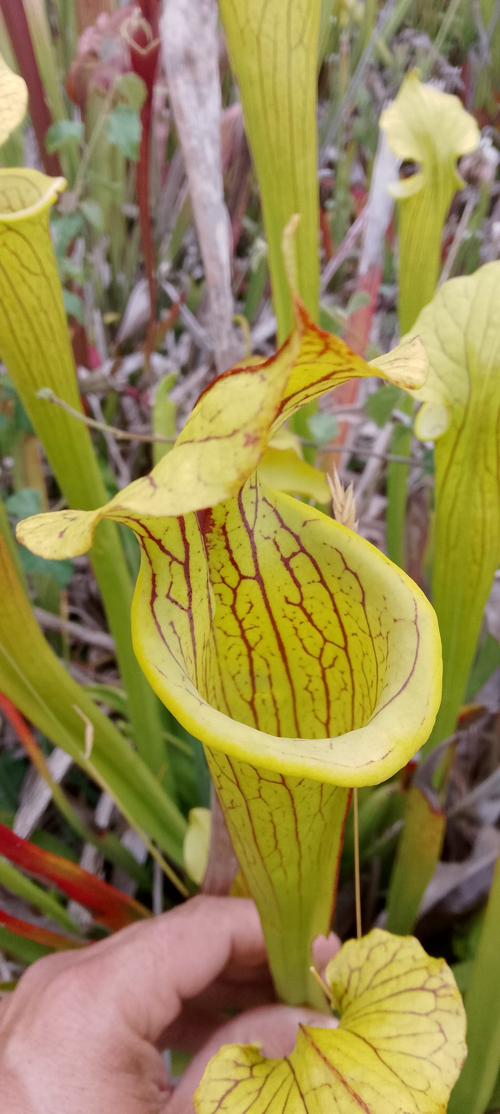 Sarracenia x hybride