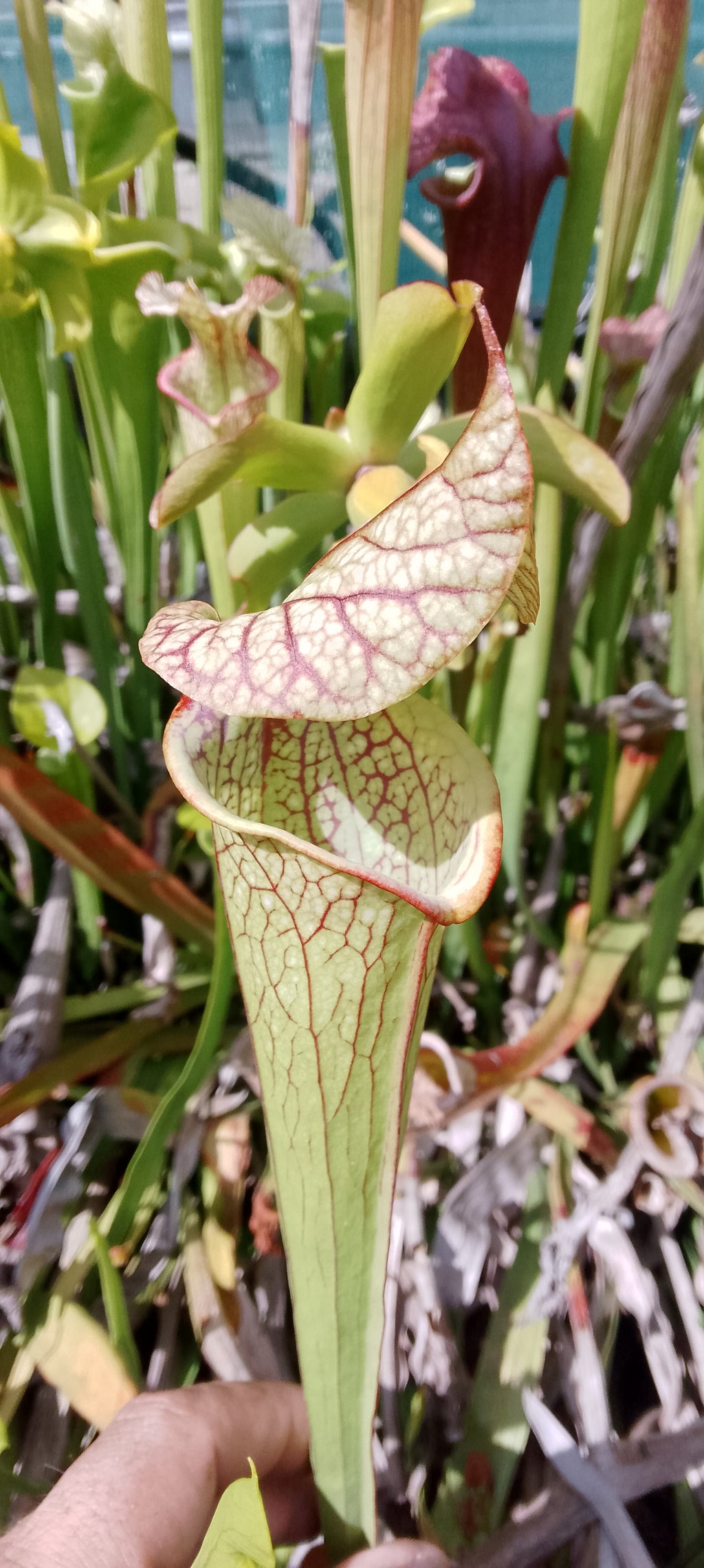 Sarracenia Moorei Big Mouth Santa Rosa x Leah Wilkerson