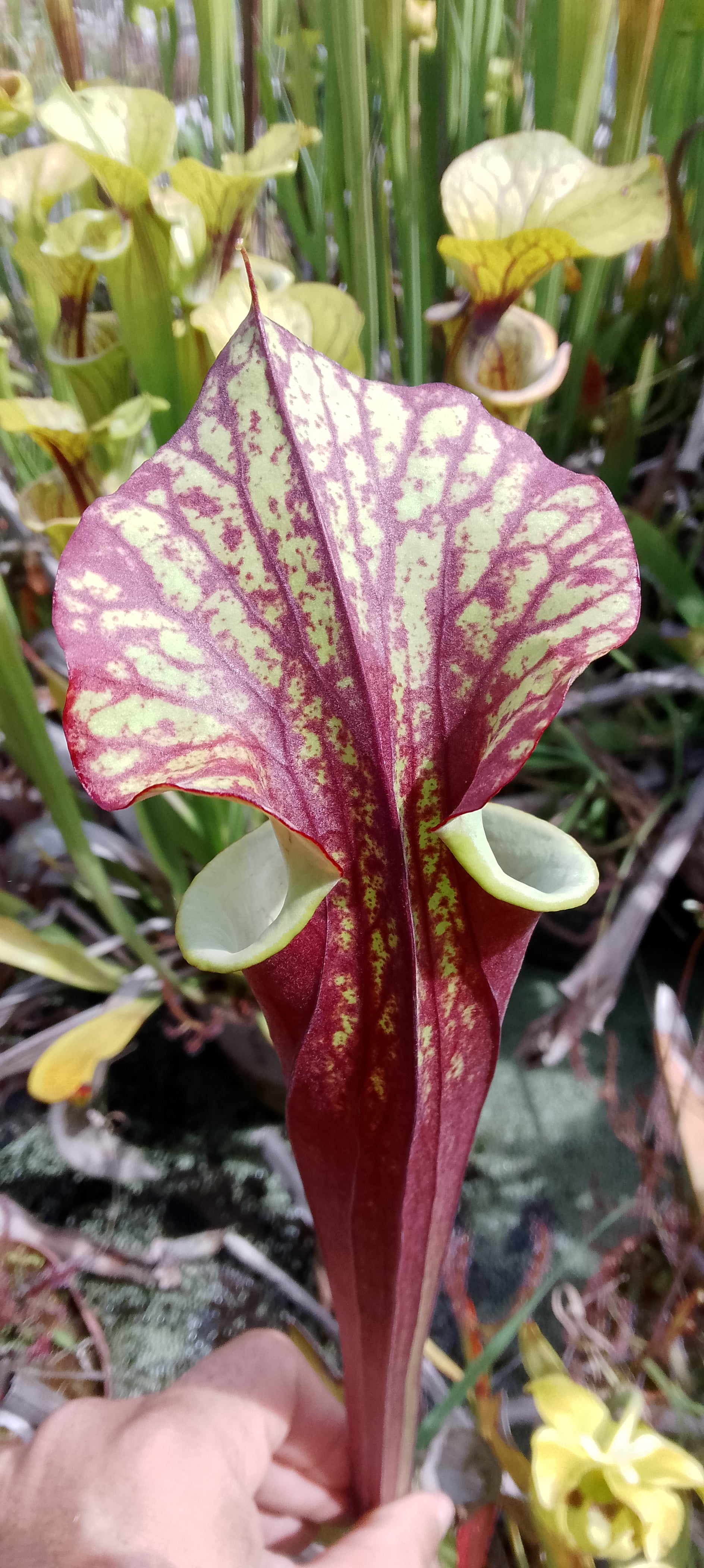 Sarracenia x (Sergent Hartmann x Flava rubricorpora)