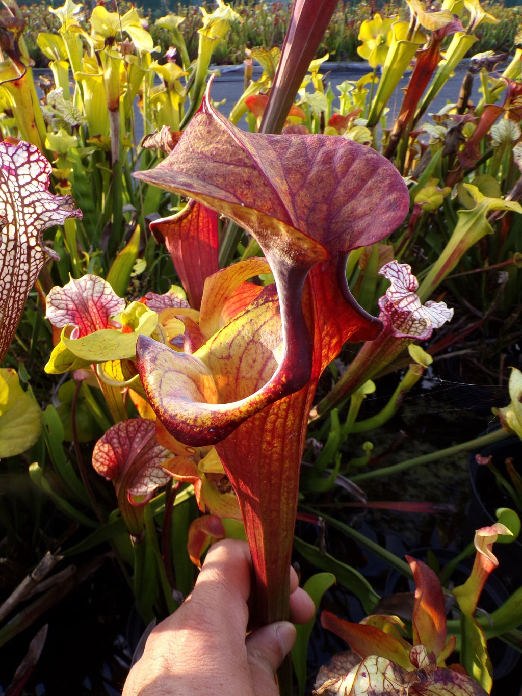 Sarracenia x Gorilla Sunshine