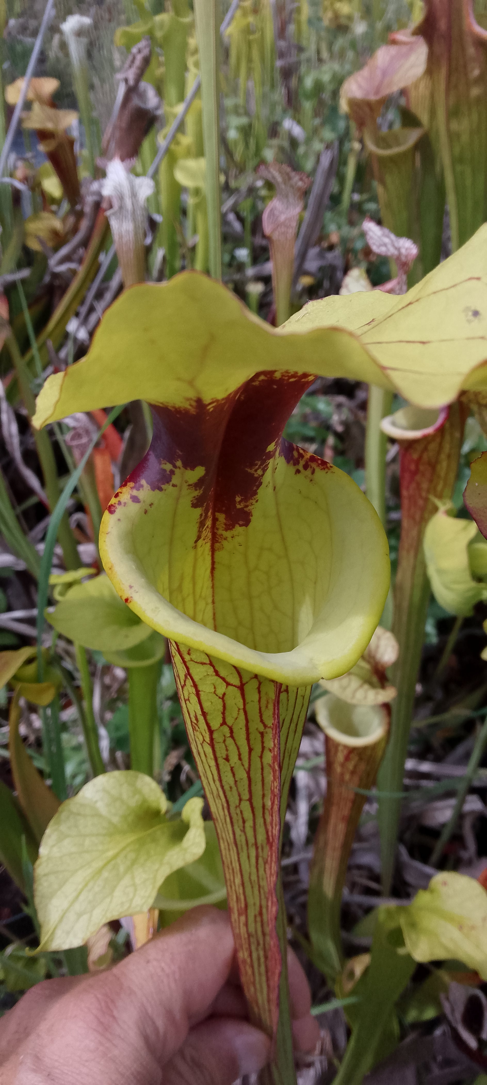 Sarracenia x ( Sergent Hartmann x Flava ornata)
