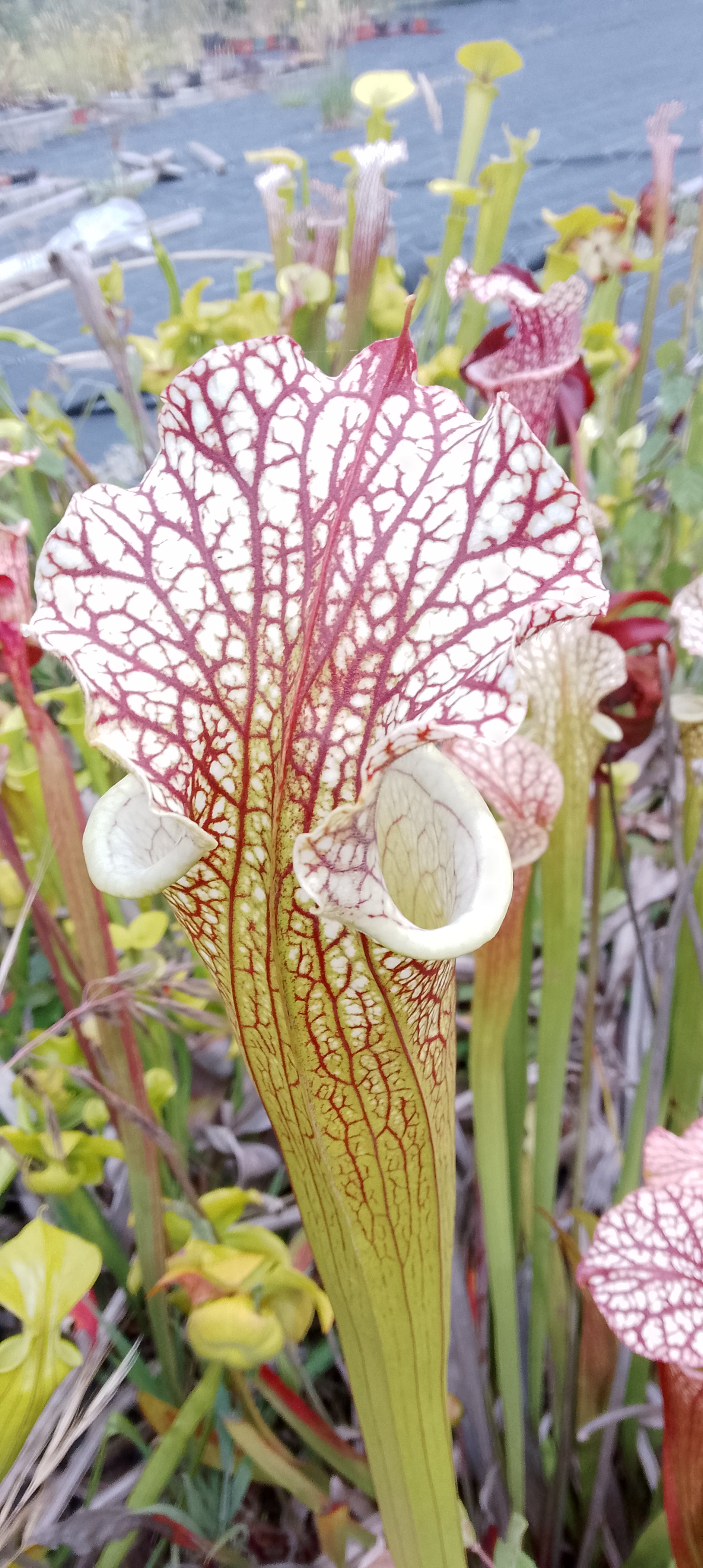 Sarracenia Moorei x Moorei