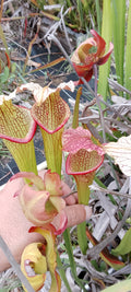 Sarracenia x (Leah Wilkerson x Adrian Slack)x Adrian Slack