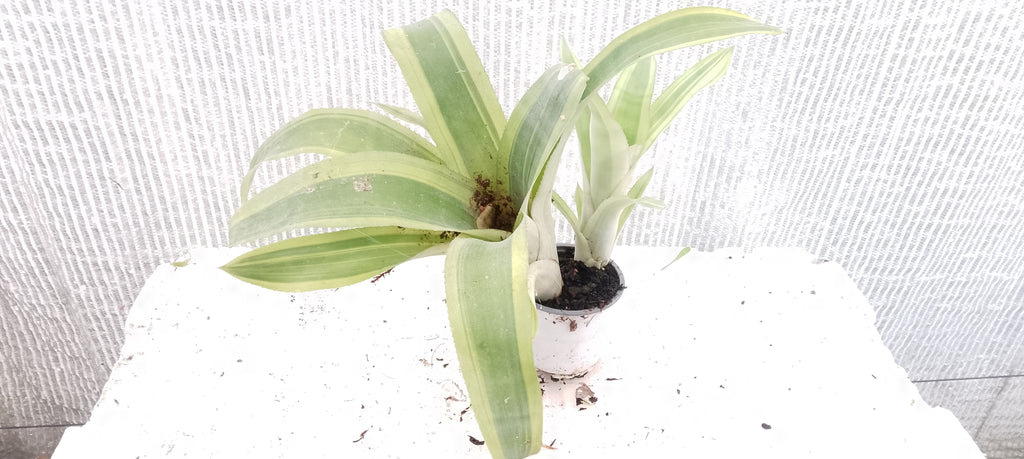 Bilbergia pyramidalis variegata