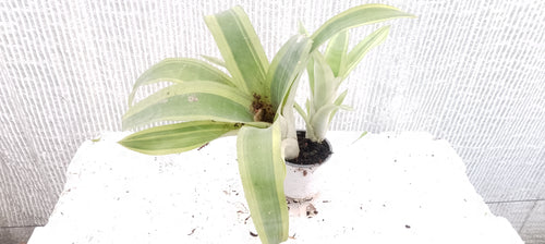 Bilbergia pyramidalis variegata