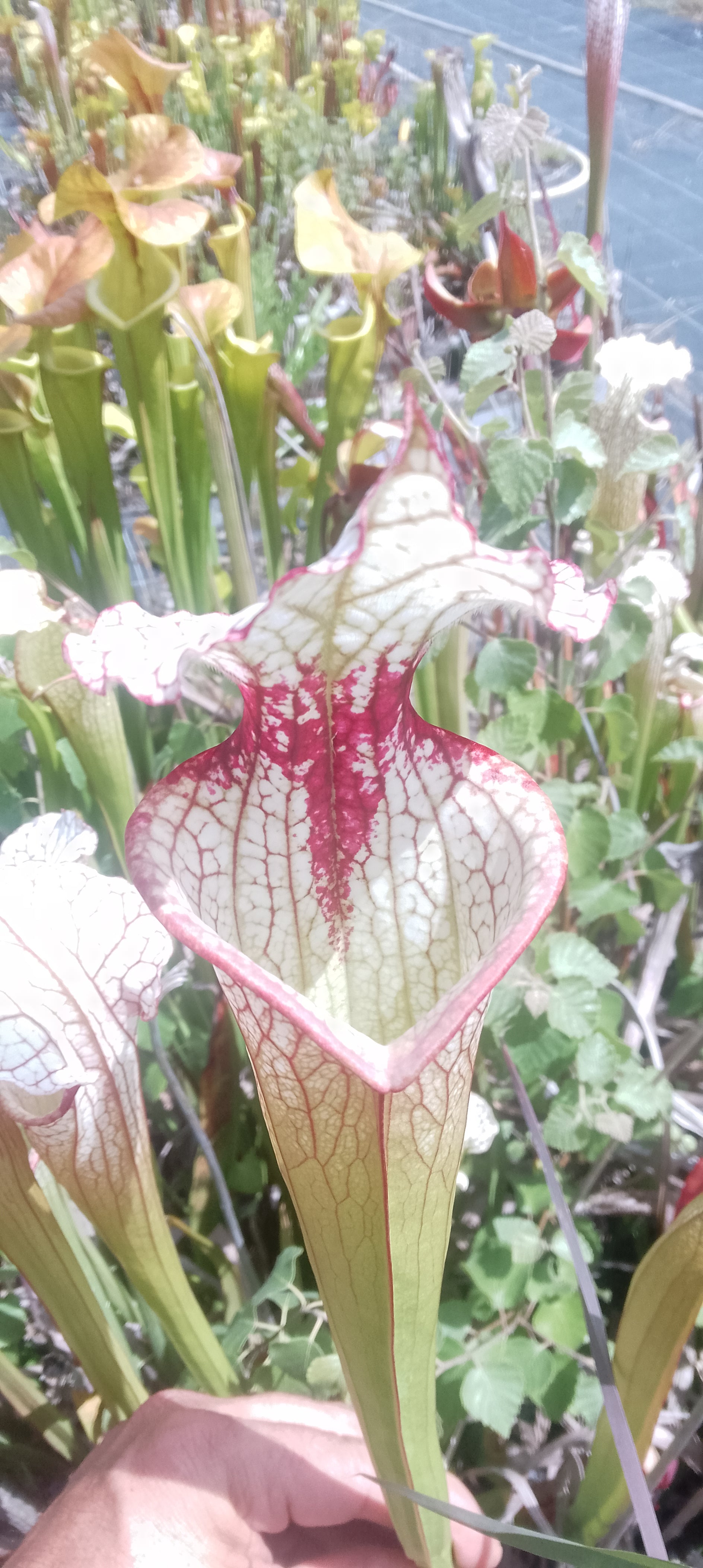 Sarracenia x Moorei