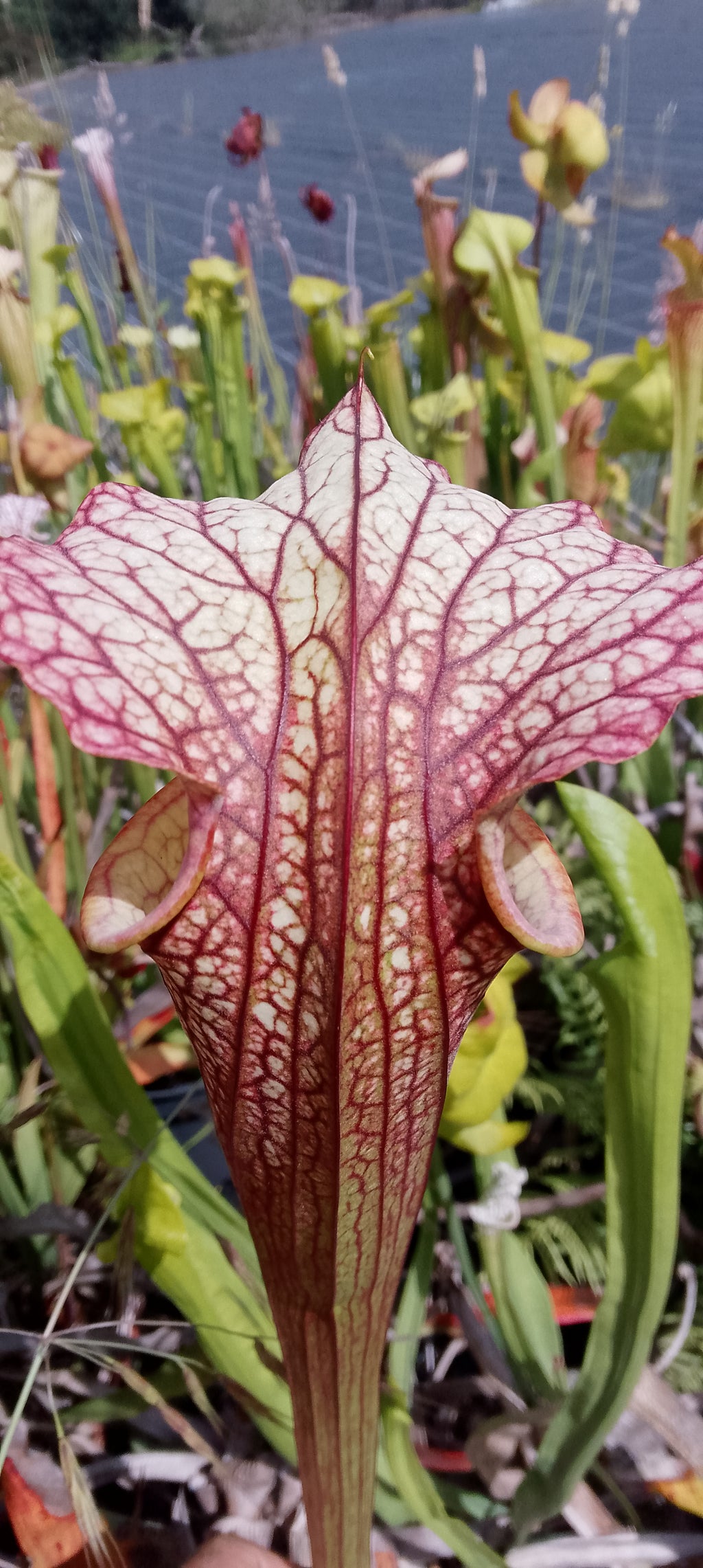 Sarracenia x ( leucophylla red burgundy x Moorei Adrian Slack)