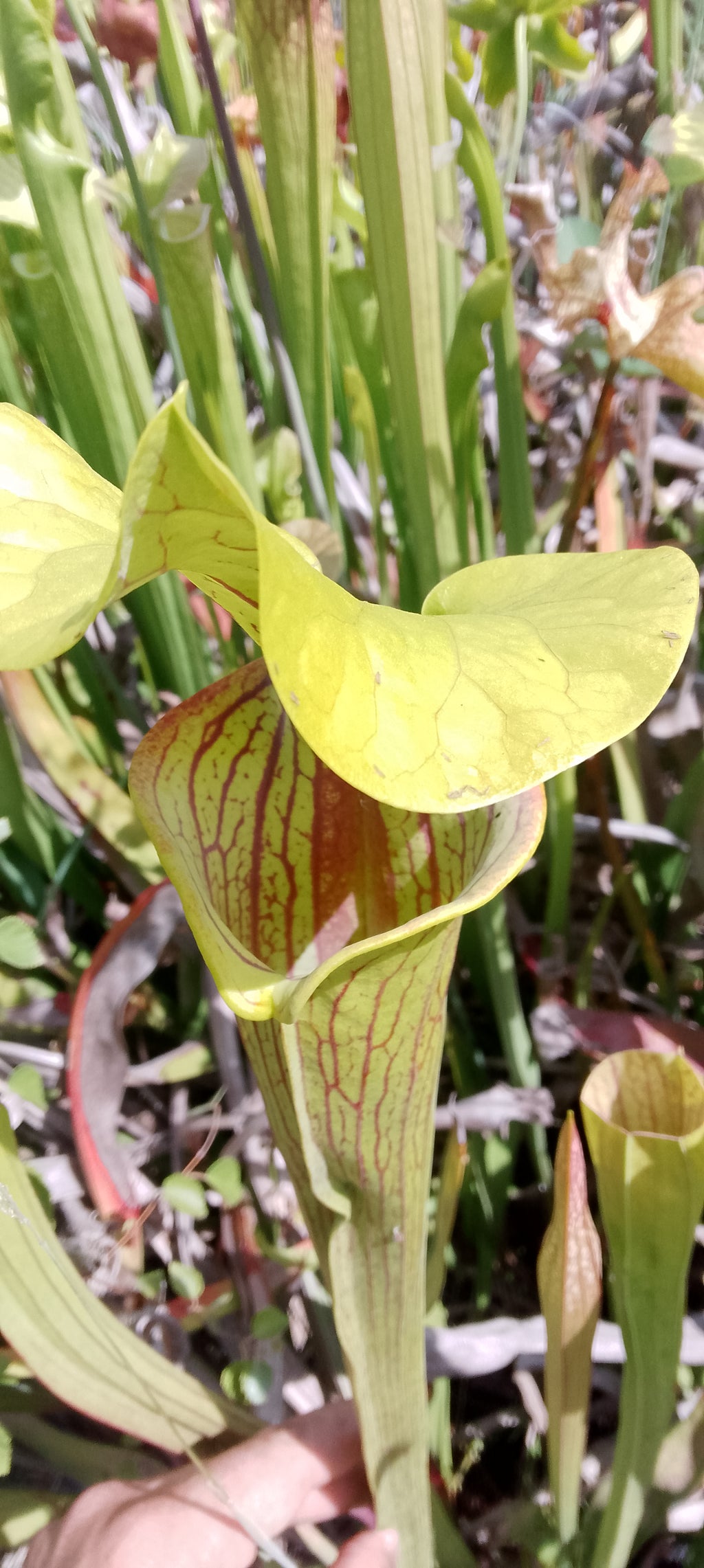 Sarracenia Flava var ornata