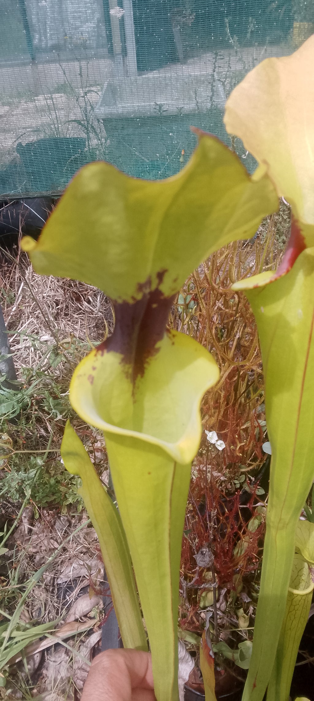 Sarracenia x Leah Wilkerson x Leah Wilkerson.