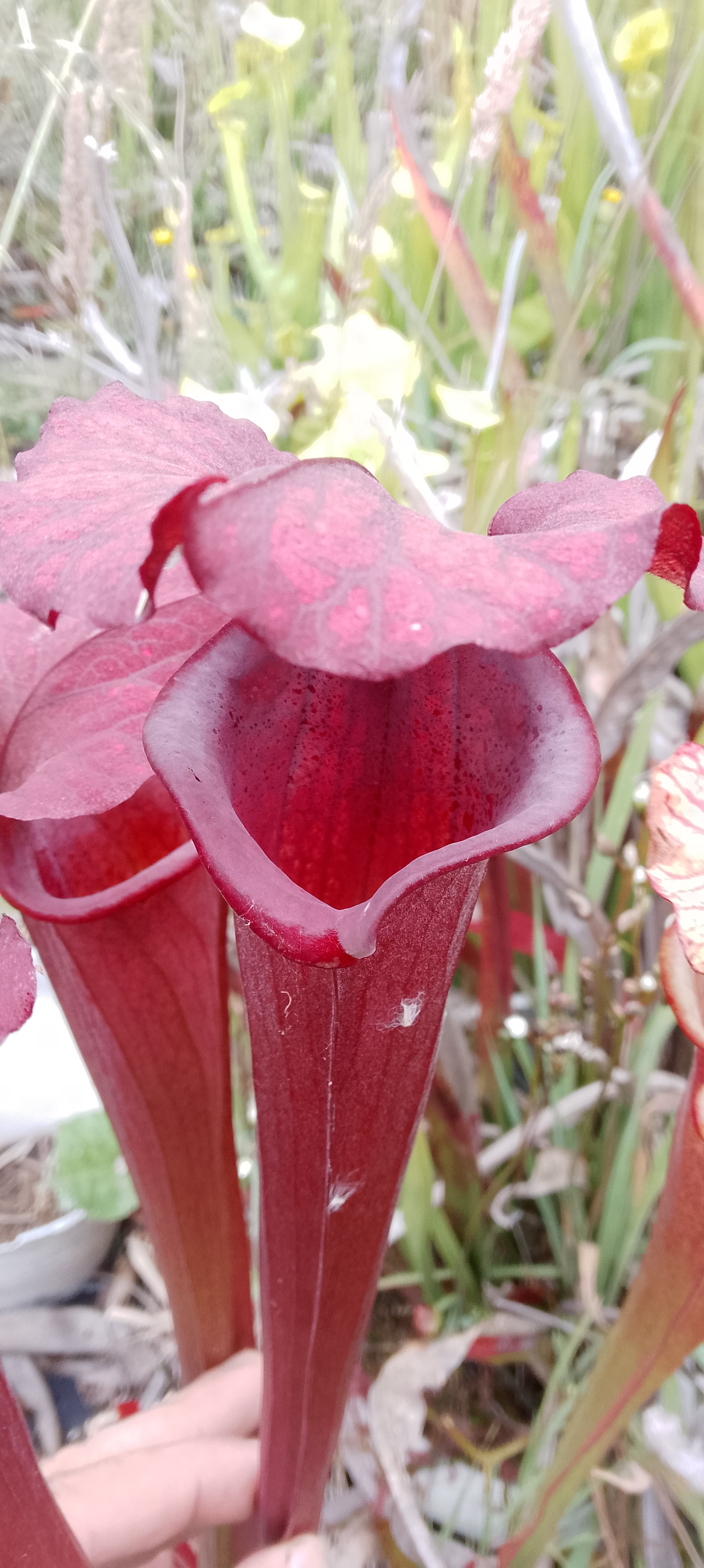 Sarracenia Bagheera x Saurus