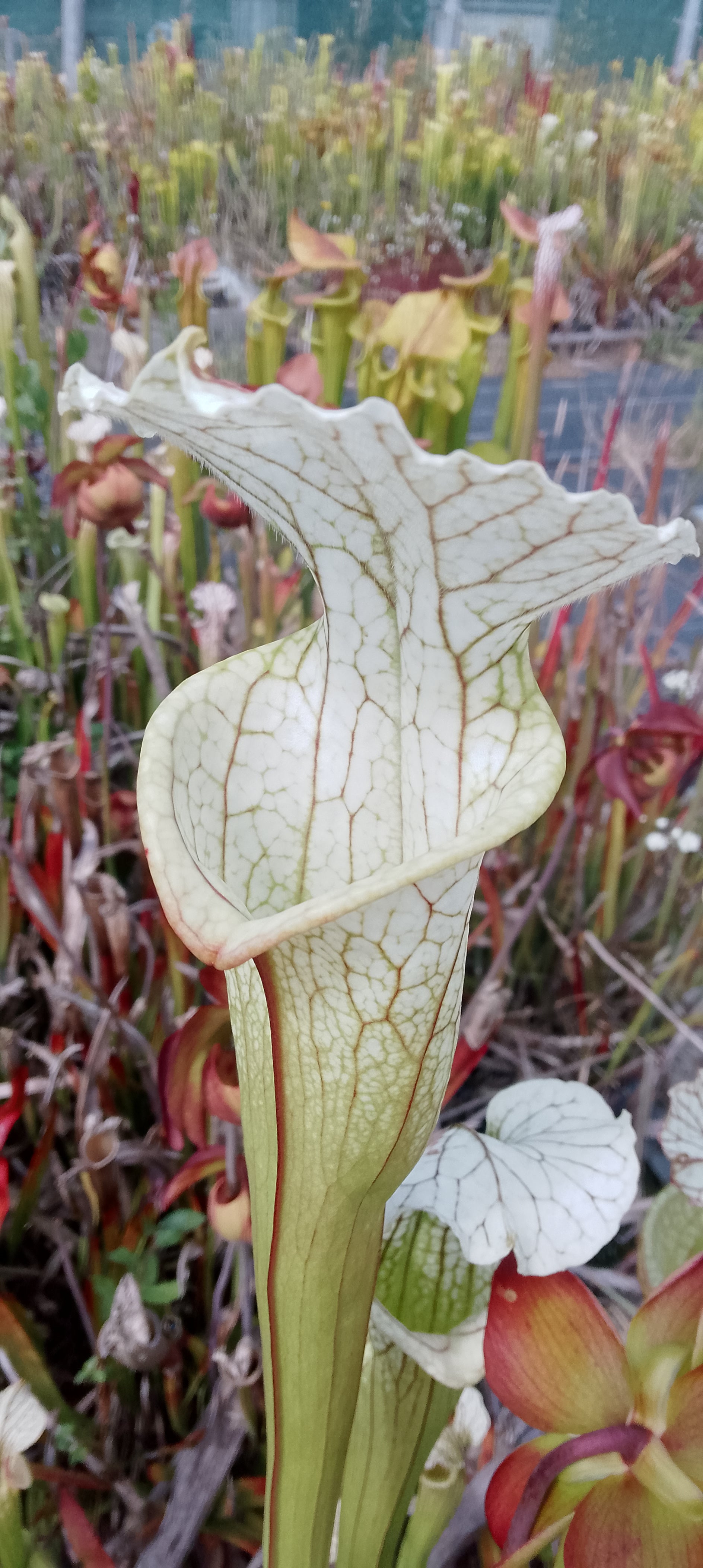 Sarracenia x( Moorei x leucophylla)