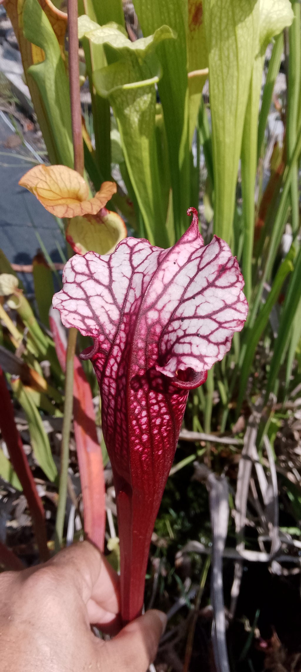 Sarracenia leucophylla Wilkerson red rocket x Saurus