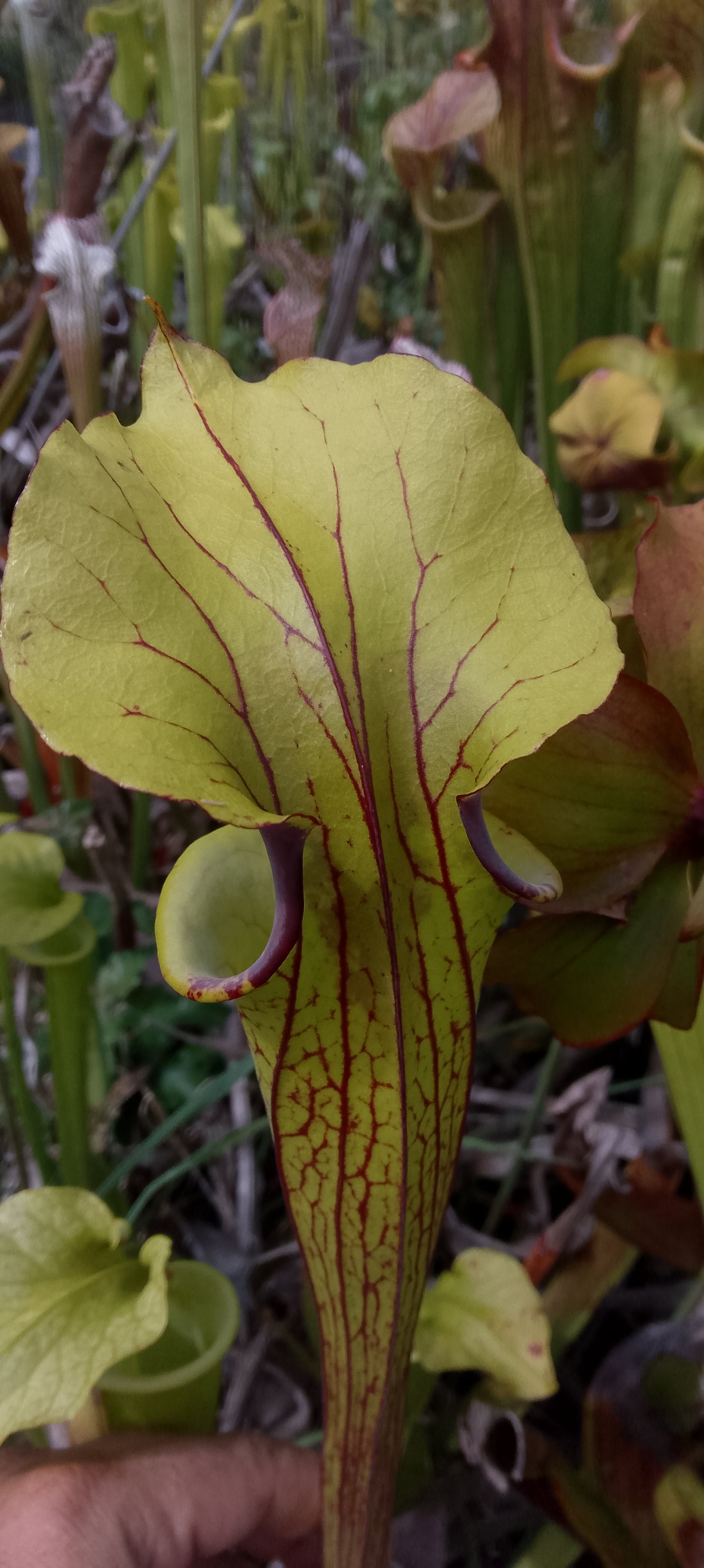 Sarracenia x ( Sergent Hartmann x Flava ornata)