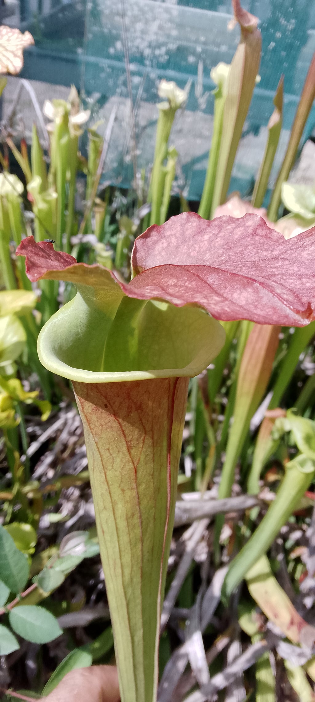 Sarracenia x Moorei