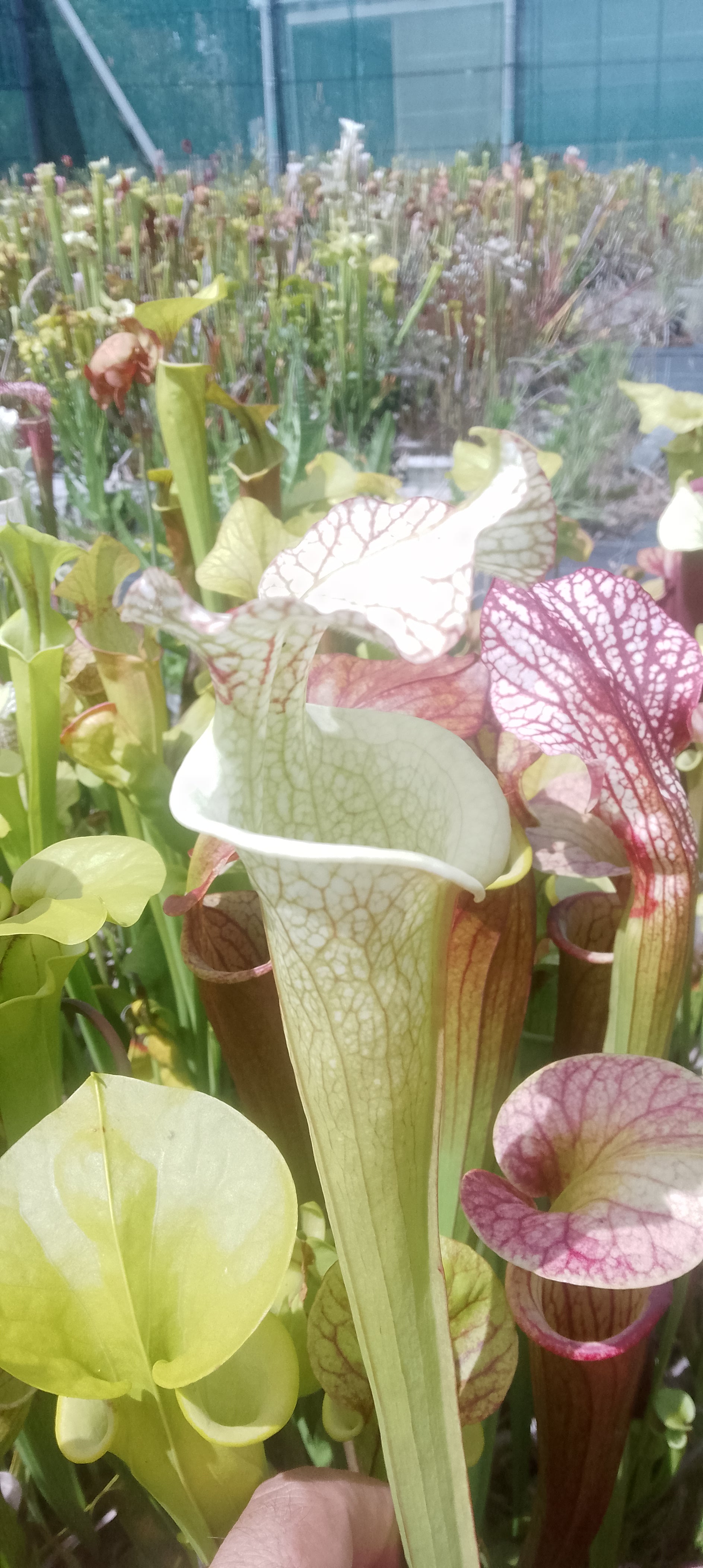 Sarracenia Moorei x Moorei