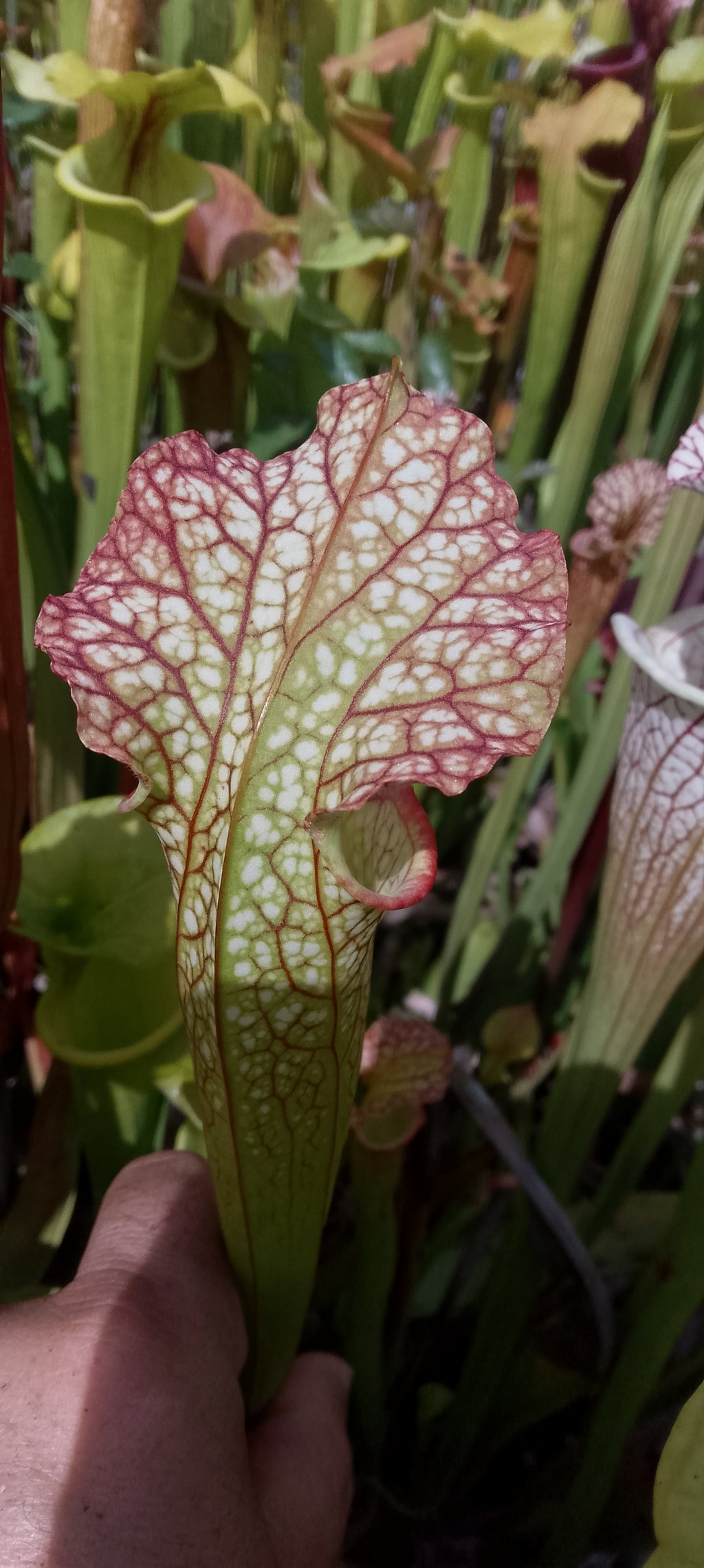 Sarracenia x ( Moorei x Moorei)