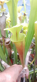 Sarracenia Flava Orange clone 2