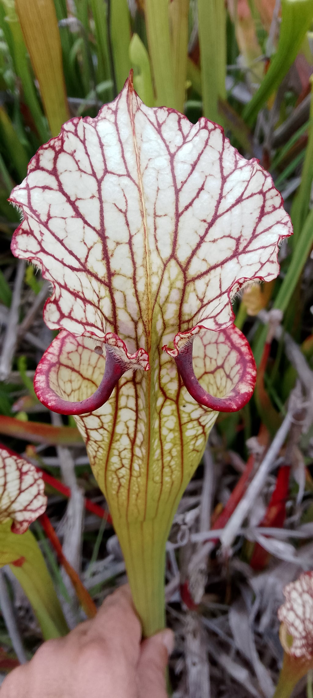 Sarracenia x Moorei
