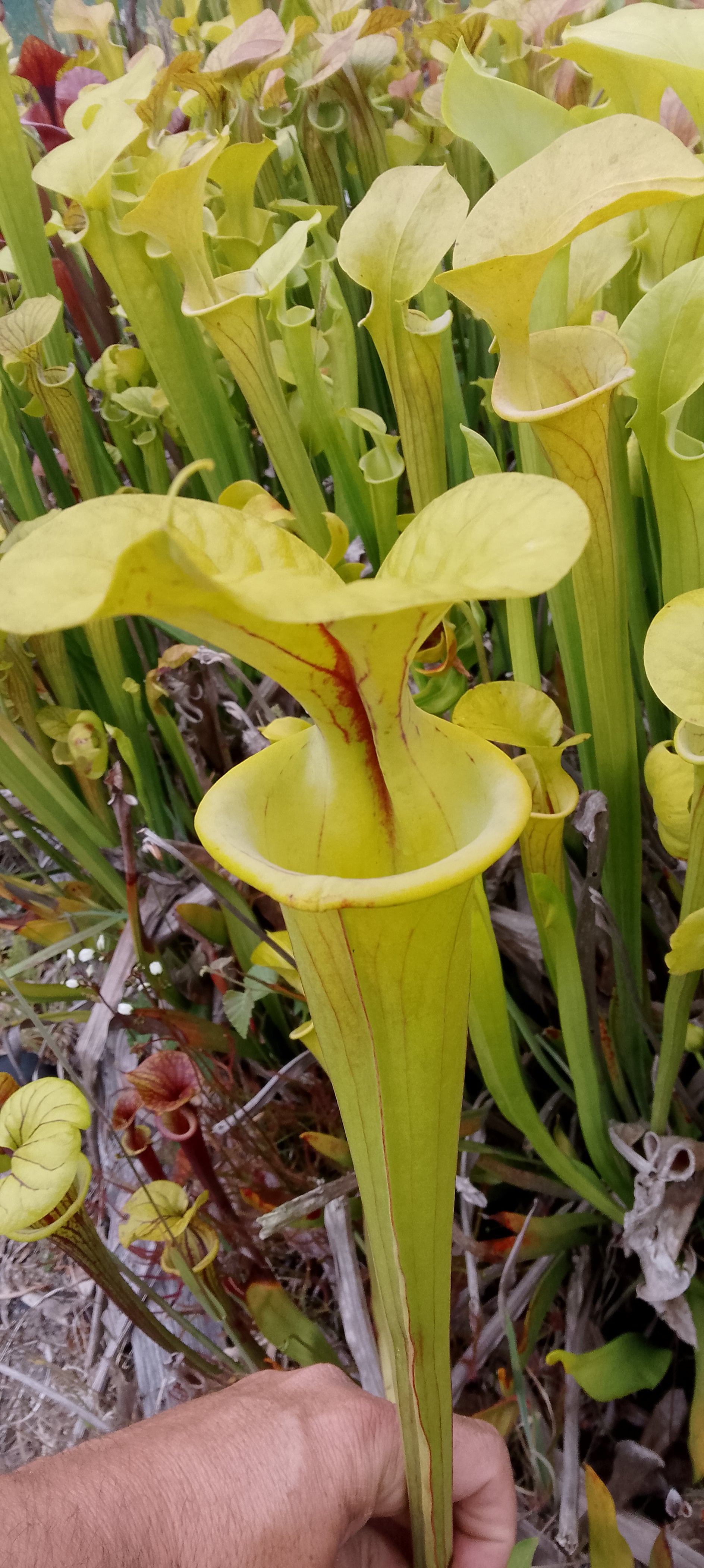 Sarracenia Flava Goldie x Goldie
