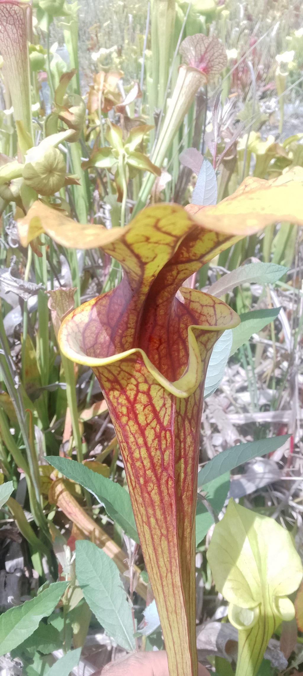 Sarracenia Saurus x Saurus