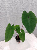 Colocasia de semis 5