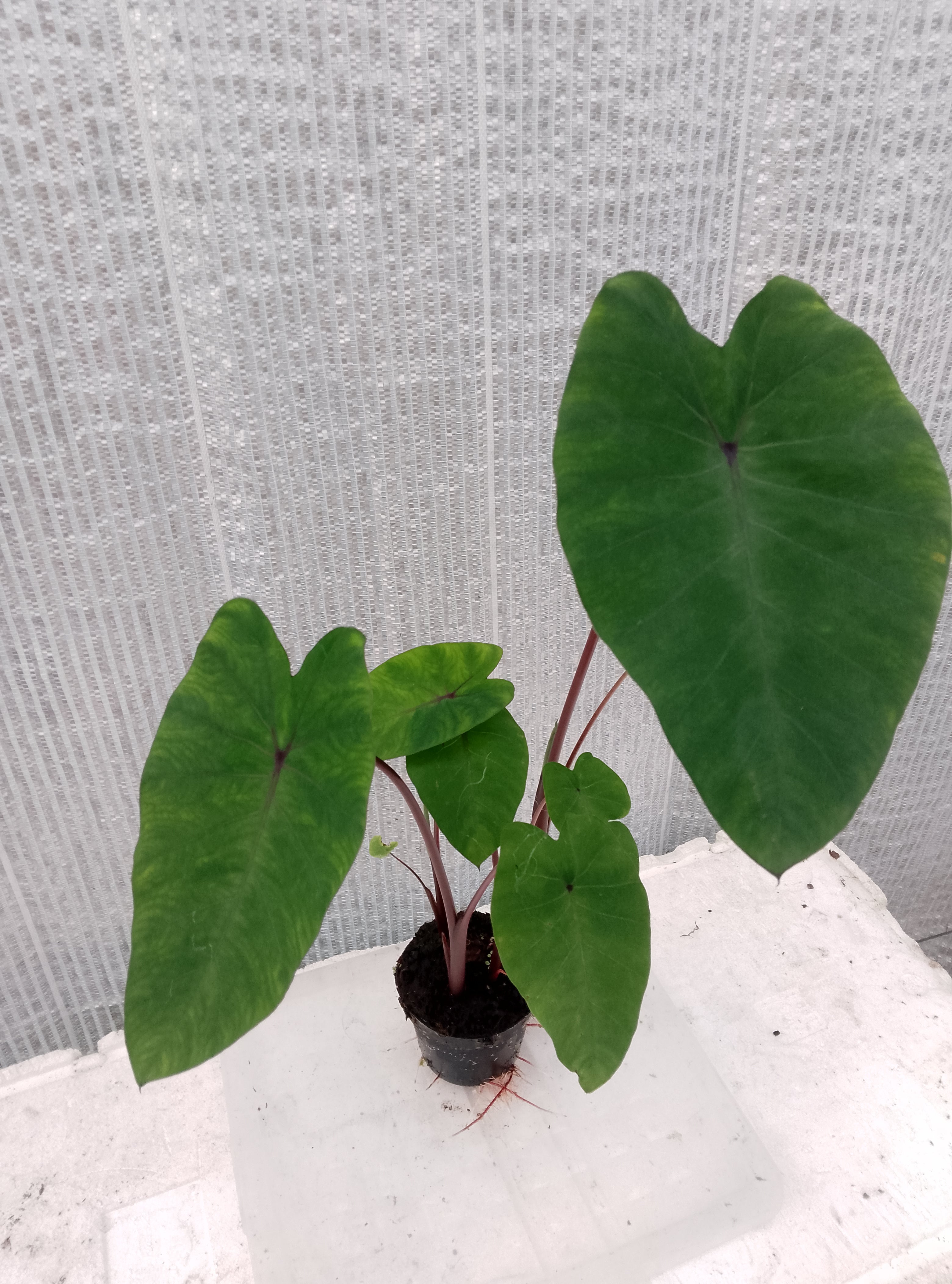 Colocasia de semis 5