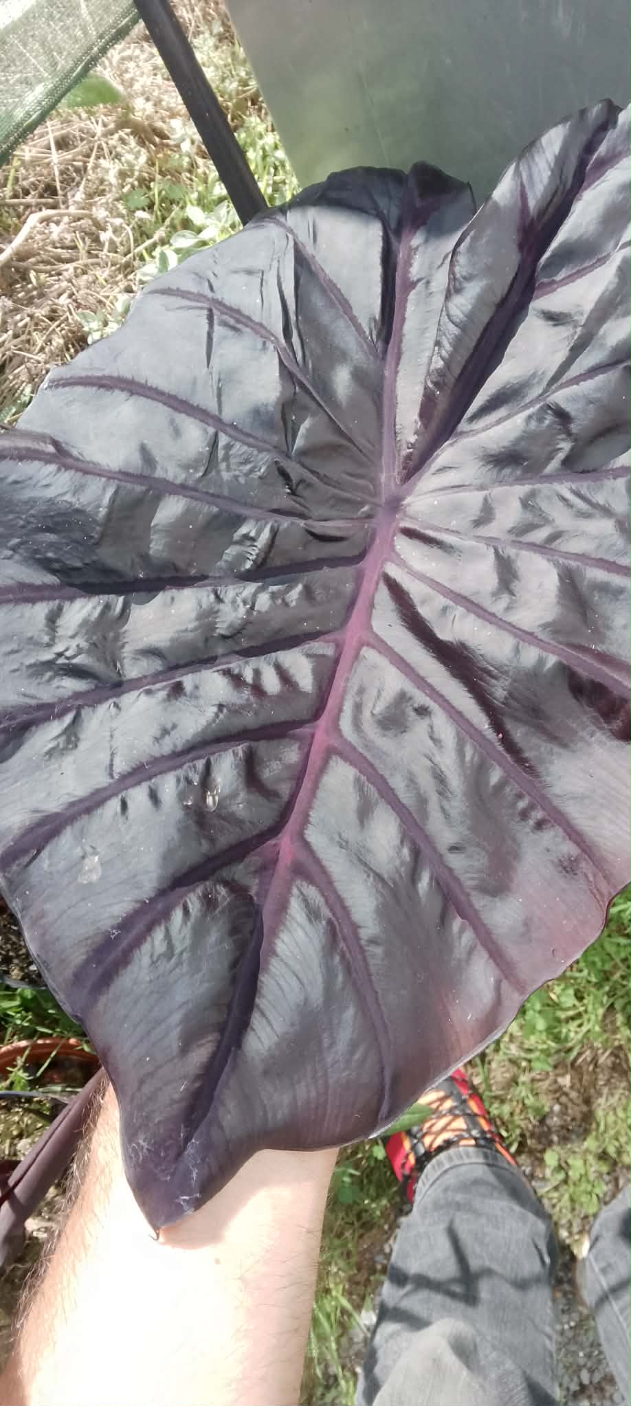 Colocasia de semis 10