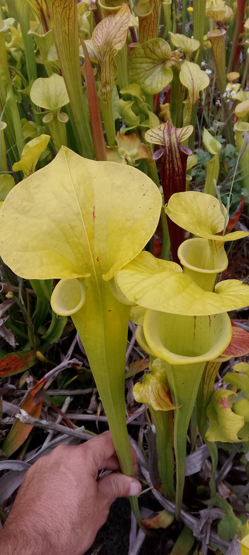 Sarracenia Flava Goldie x Goldie