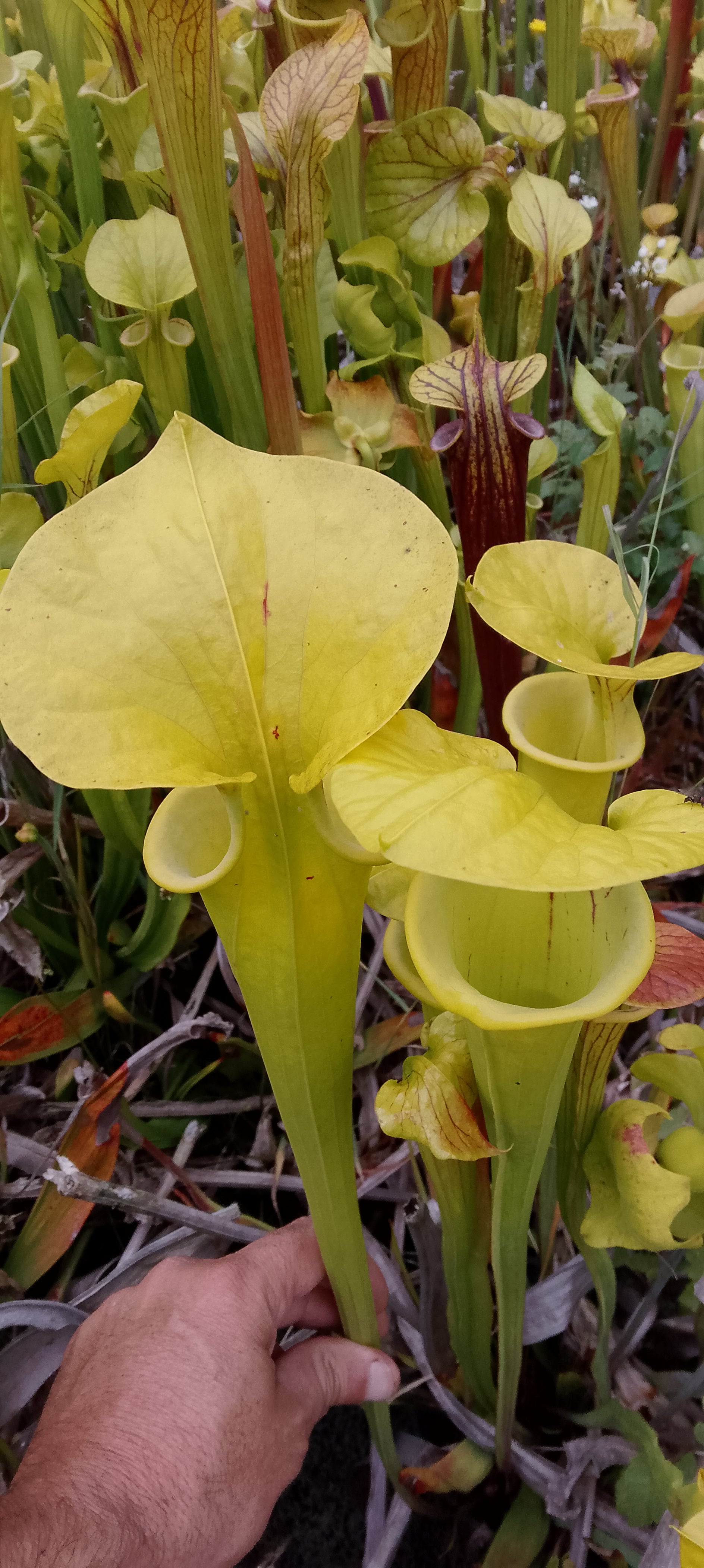 Sarracenia Flava Goldie x Goldie