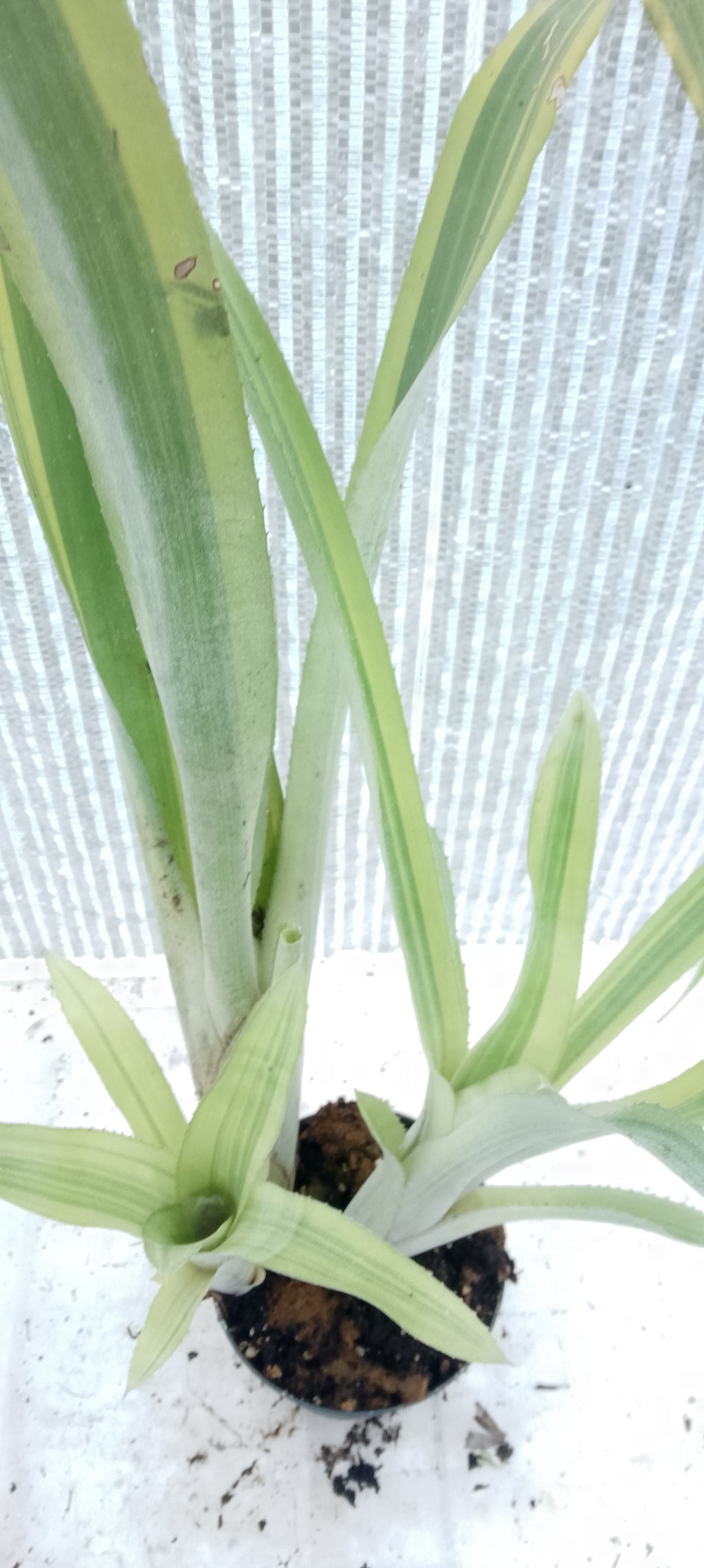 Bilbergia pyramidalis variegata