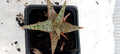 Aloe hybride