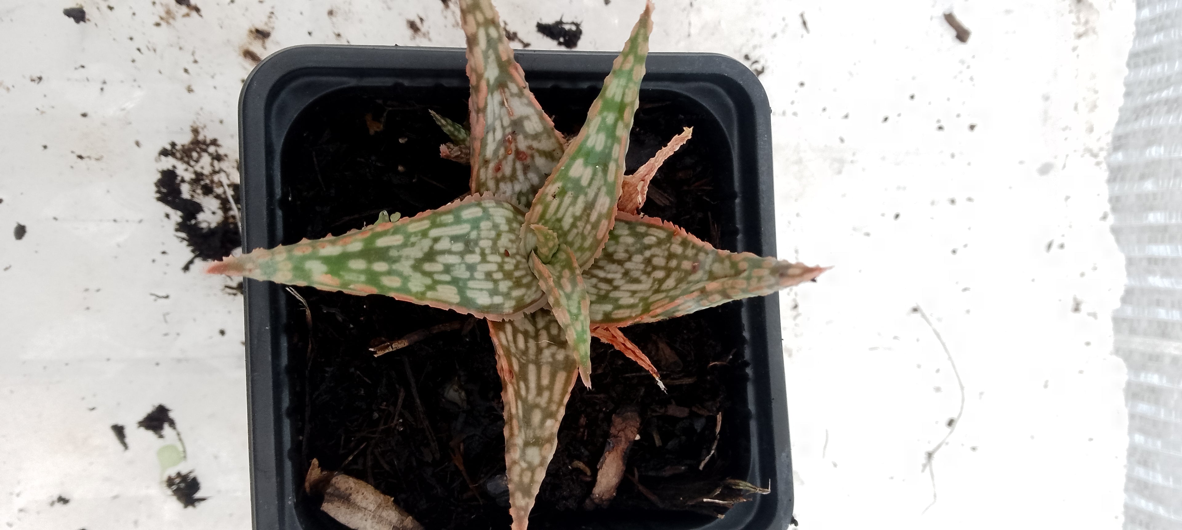 Aloe hybride
