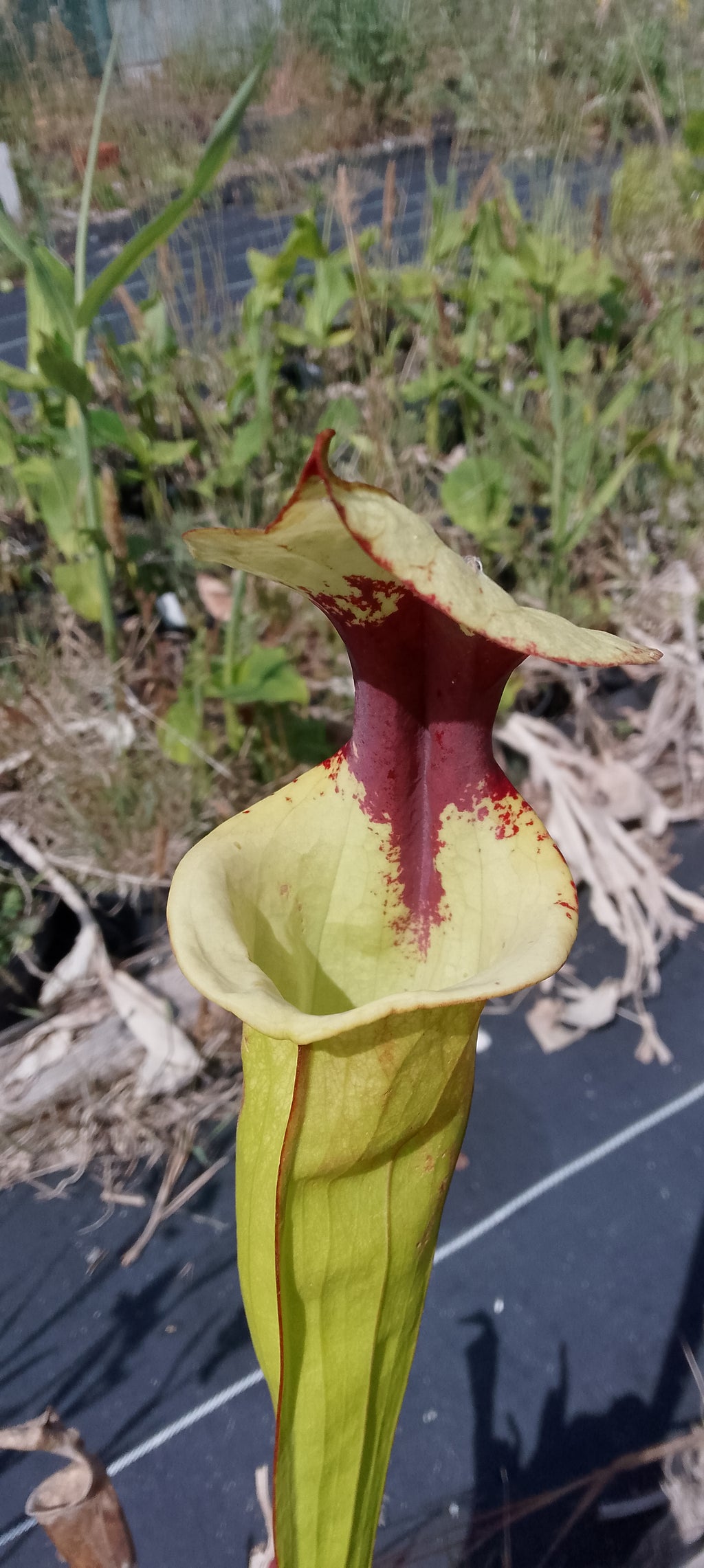 Sarracenia Moorei Leah Wilkerson x Leah Wilkerson