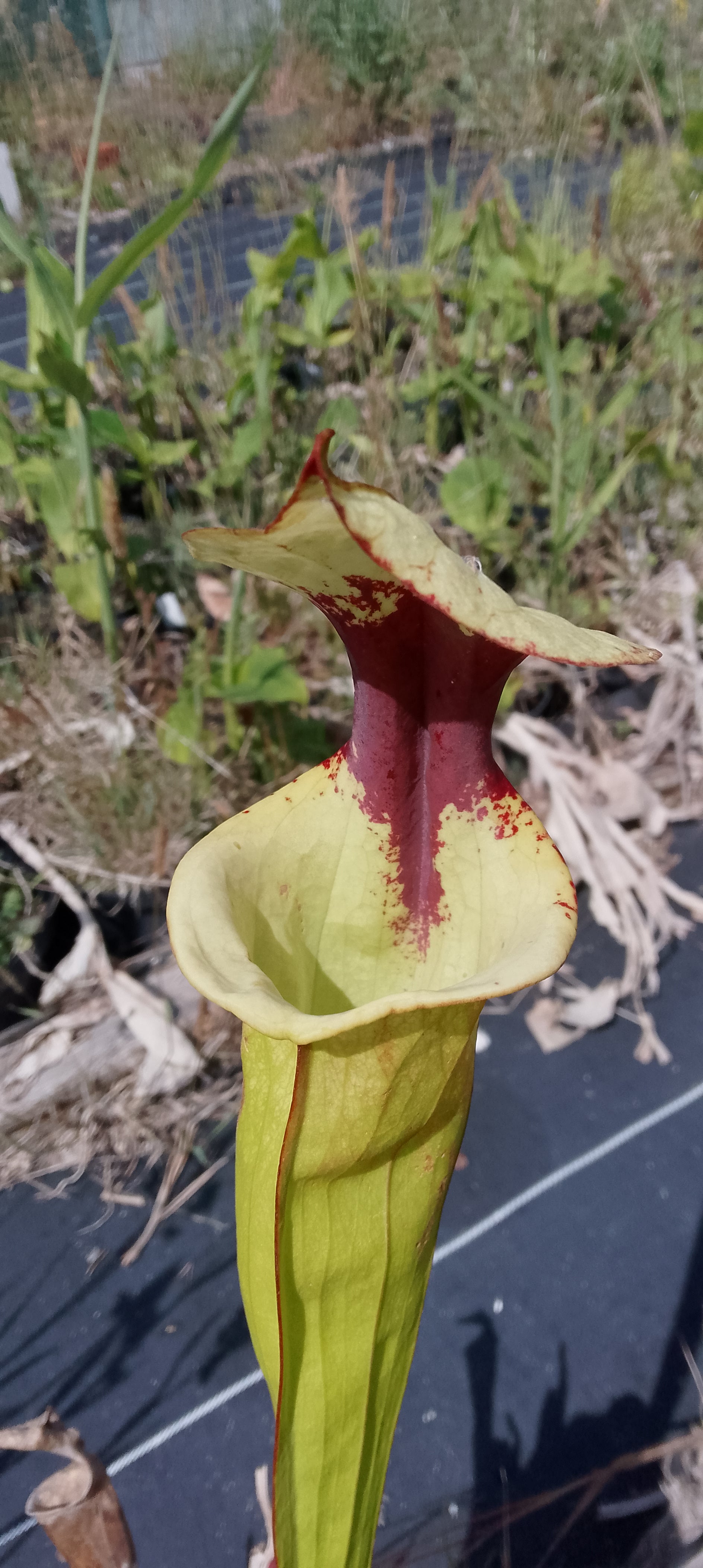Sarracenia Moorei Leah Wilkerson x Leah Wilkerson