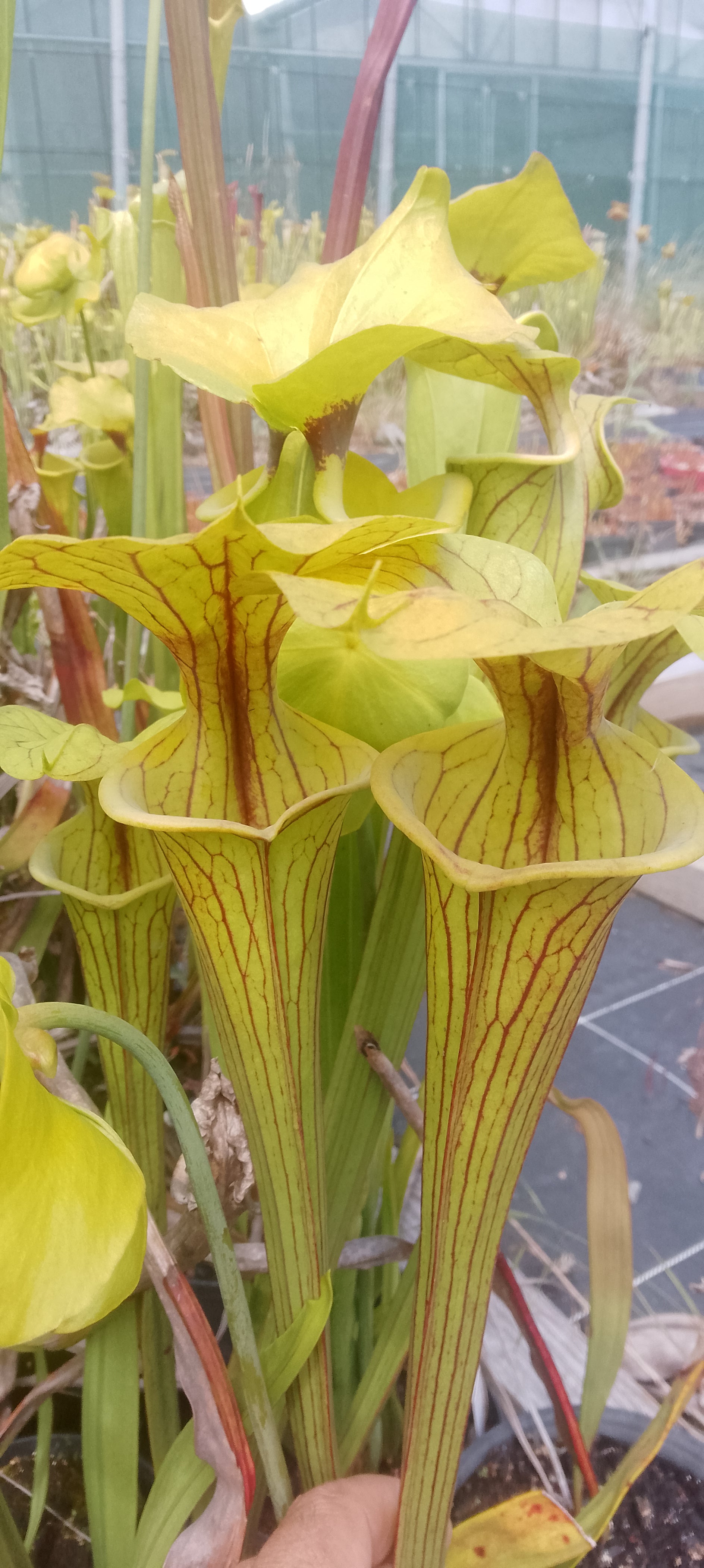 Sarracenia Flava var ornata F37 MK