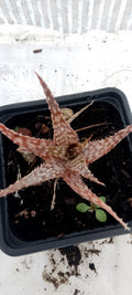 Aloe hybride