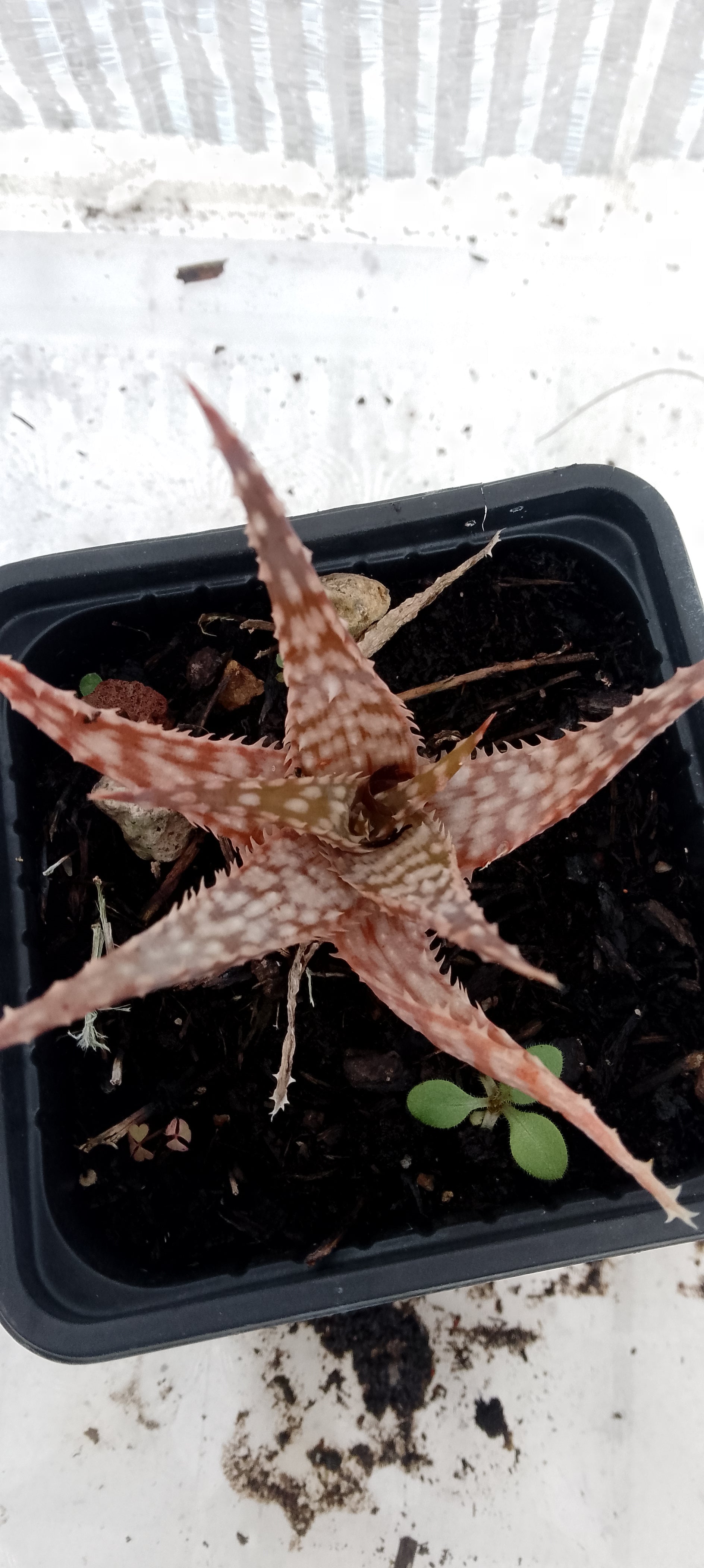 Aloe hybride
