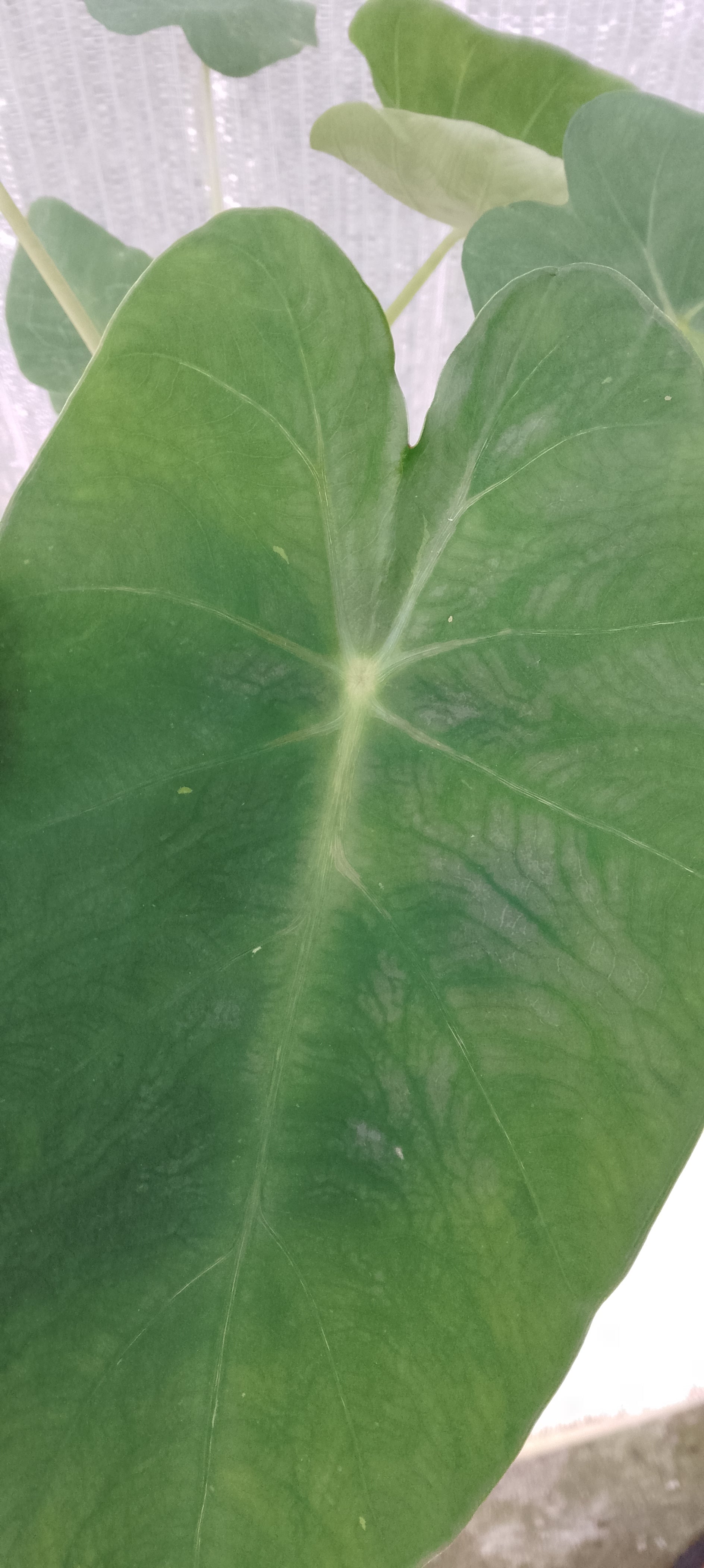Colocasia de semis. 1