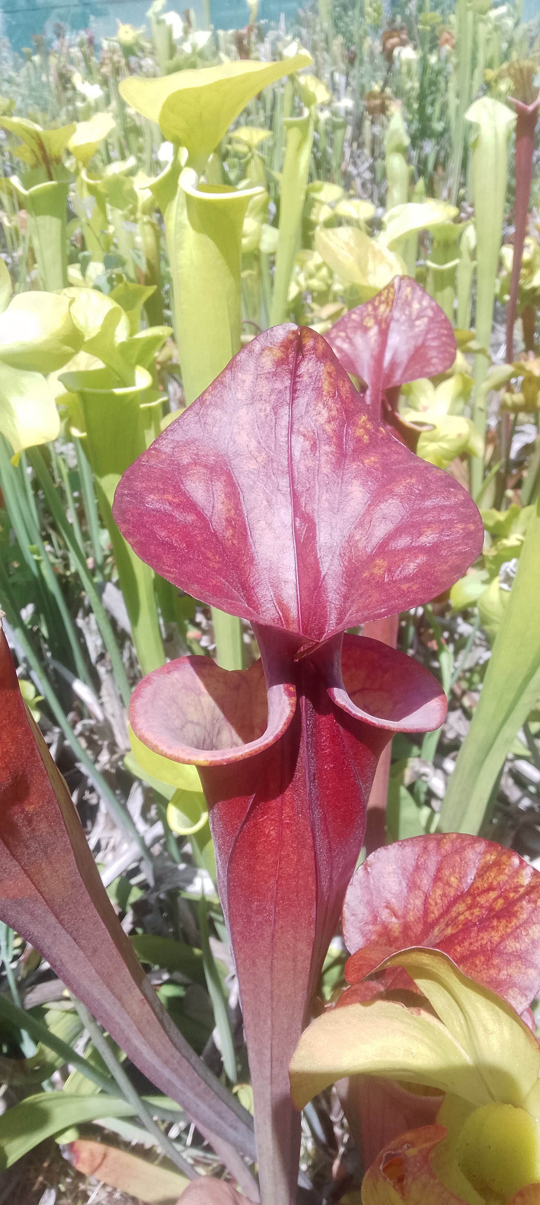 Sarracenia Flava var atropurpurea