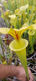 Sarracenia Flava Goldie x Goldie
