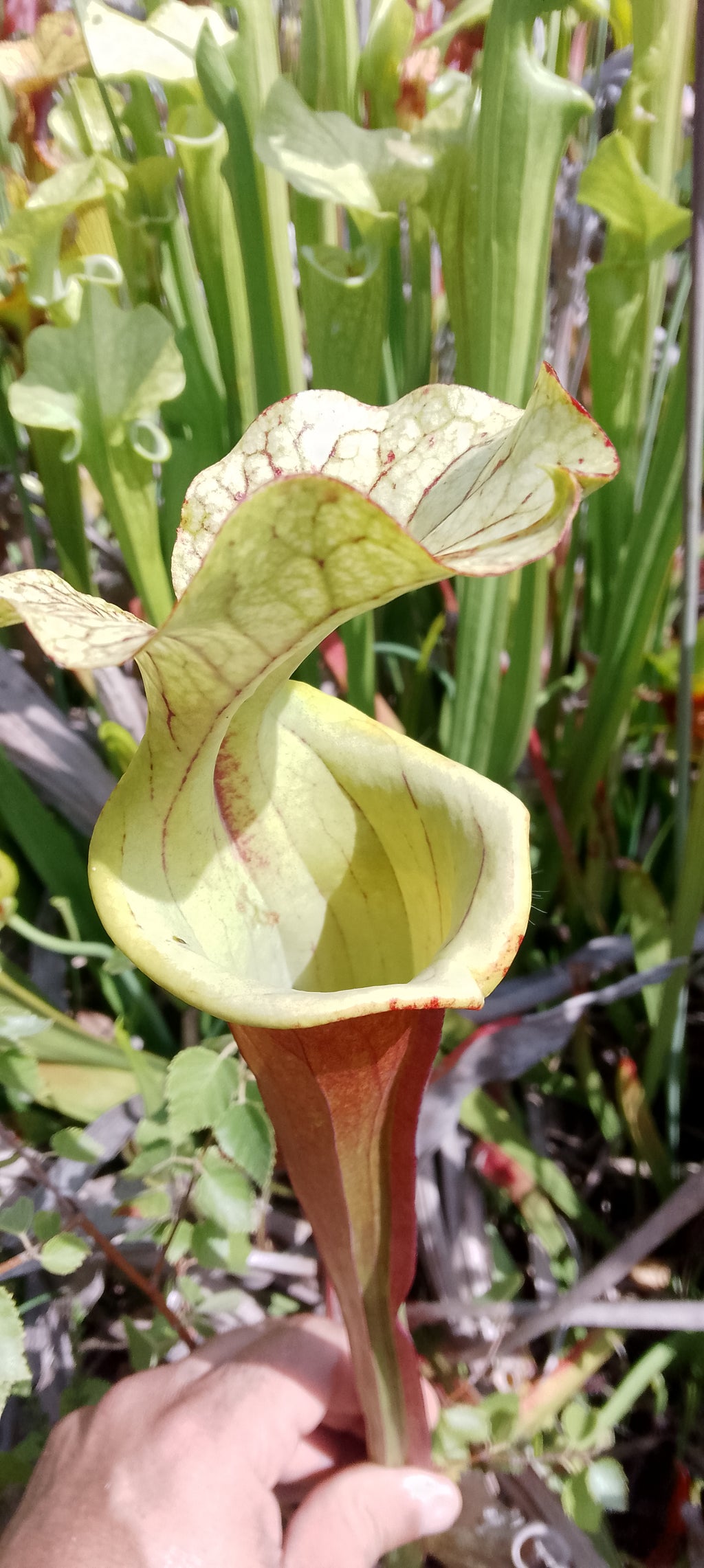 Sarracenia Sergent Hartmann x Sergent Hartmann.