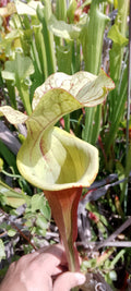 Sarracenia Sergent Hartmann x Sergent Hartmann.