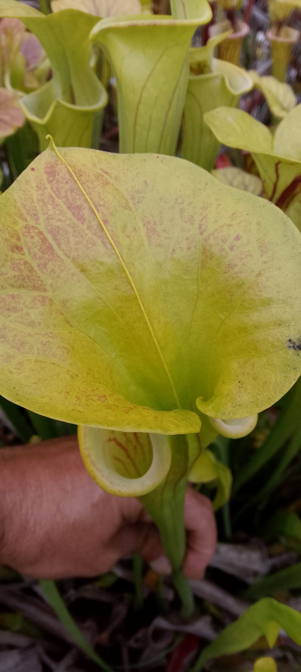 Sarracenia Flava cuprea, veines inverses, clone 2
