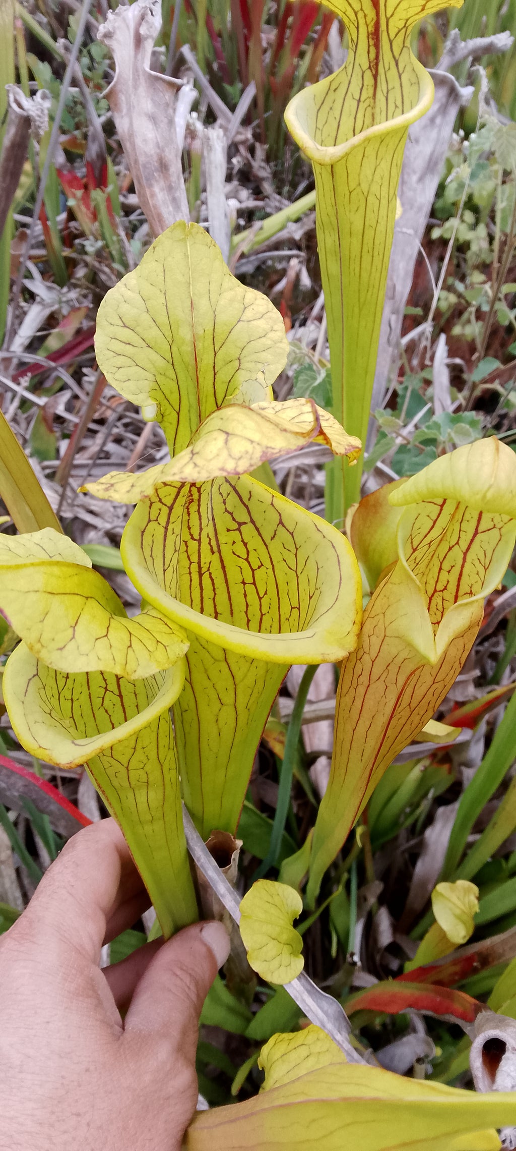 Sarracenia x hybride